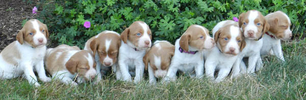 Ajax Brittanys - Brittany Puppies